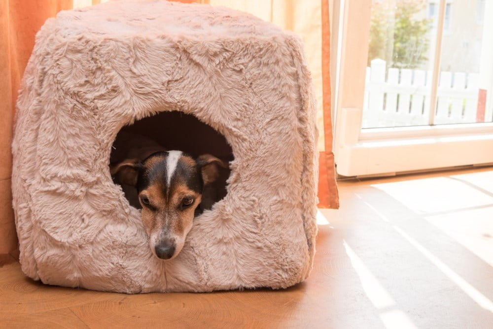 Aske knap skjule Hundehule til små & store hunde | Find senge & huler til hunde her